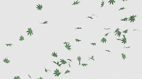 Marijuana Fall Stock Footage 232687114