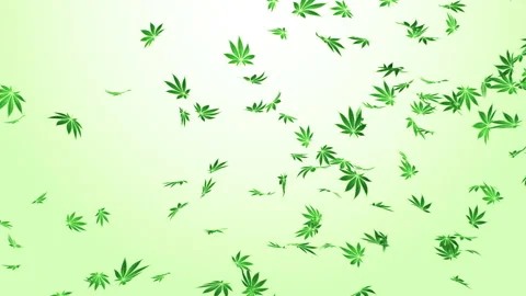 Marijuana Fall on Gradian Background Stock Footage 236452575
