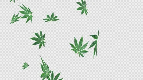 Marijuana Fall Loop on Alpha Stock Footage 274332701