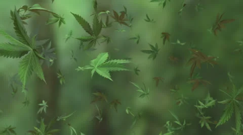 Marijuana falling look around Stock Footage 24364355