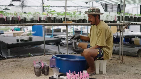 Marijuana farmer looking at the camera and smiling while performing a clone Stock Footage 235567788