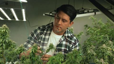 Marijuana farmer smoking rolled marijuana weed joint in curative marijuana farm Stock Photos