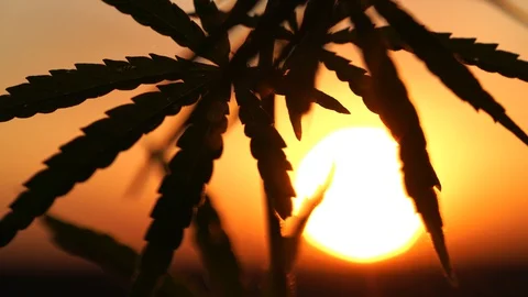 Marijuana field in the amazing sunset background. Leaves of canabis swaying in Stock Footage 129092525