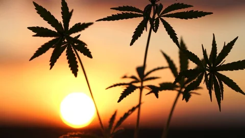 Marijuana field in the amazing sunset background. Leaves of canabis swaying in Stock Footage 129092682