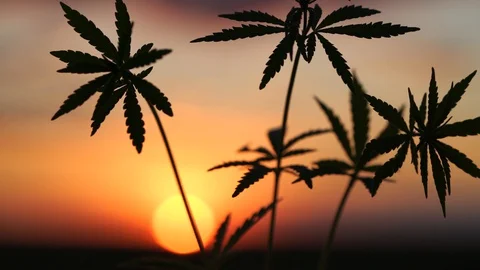 Marijuana field in the amazing sunset background. Leaves of canabis swaying in Stock Footage 129092963