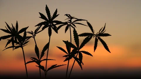 Marijuana field in the amazing sunset background. Leaves of canabis swaying in Stock Footage 129093322