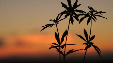 Marijuana field in the amazing sunset background. Leaves of canabis swaying in Stock Footage 129093592