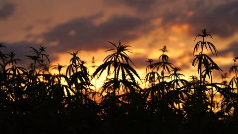 Marijuana field in the amazing sunset background. Leaves of canabis swaying in Stock Footage 129093775