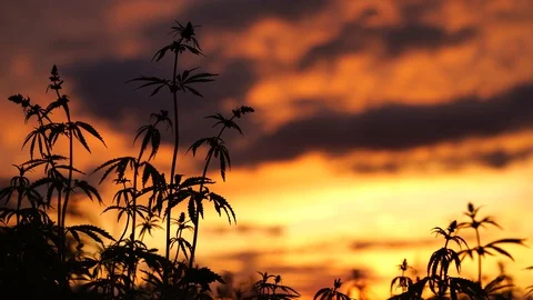 Marijuana field in the amazing sunset background. Leaves of canabis swaying in Stock Footage 129093955