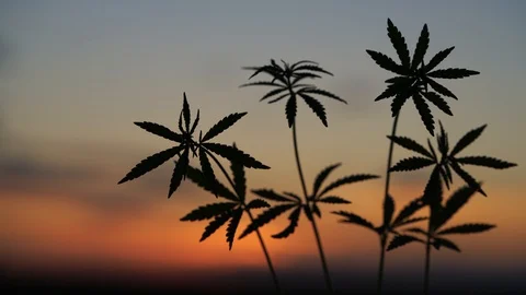 Marijuana field in the amazing sunset background. Leaves of canabis swaying in Stock Footage 129094201