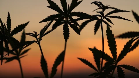 Marijuana field in the amazing sunset background. Leaves of canabis swaying in Stock Footage 129094328