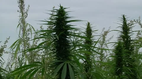 Marijuana Field - Bud 2 Stock Footage 11076614