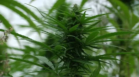 Marijuana Field - Bud 3 Stock Footage 11076626