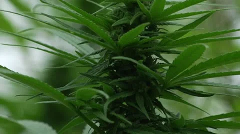 Marijuana Field - Bud Close Stock Footage 11076738