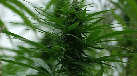 Marijuana Field - Bud Stock Footage 11076615
