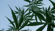 Marijuana Field Stock Footage