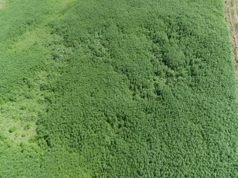 Marijuana field from high 動画素材 77519427