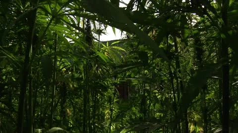Marijuana Field - Inside Looking At Barn Stock Footage 11076698