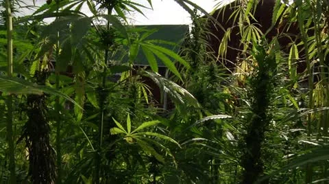 Marijuana Field - Inside Looking At Barn 2 Stock Footage 11076716