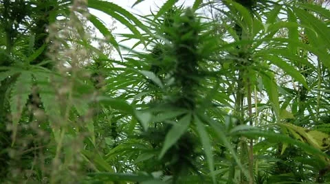 Marijuana Field - Pan Left to Right Stock Footage 11076691