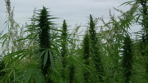 Marijuana Field - Pan Left to Right 2 Stock Footage 11076725