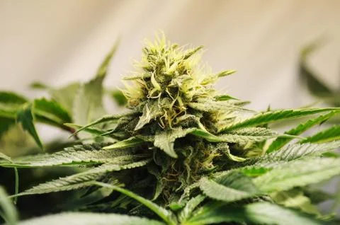 Marijuana flower Stock Photos