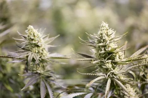 Marijuana flowering buds with macro crystals( cannabis), hemp plant. Stock Photos