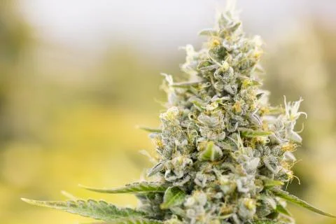 Marijuana flowering buds with macro crystals( cannabis), hemp plant. Stock Photos