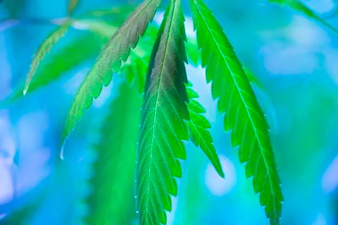 Marijuana flowering buds with macro crystals( cannabis), hemp plant. Stock Photos