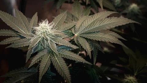 Marijuana flowers during Stock Photos