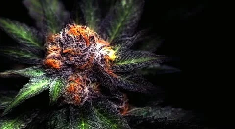 Marijuana  Stock Footage 12530756