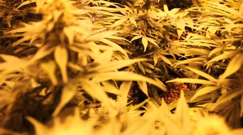 Marijuana Stock Footage 35732908