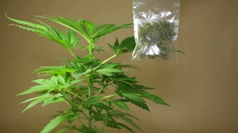 Marijuana 库存影片 37019120