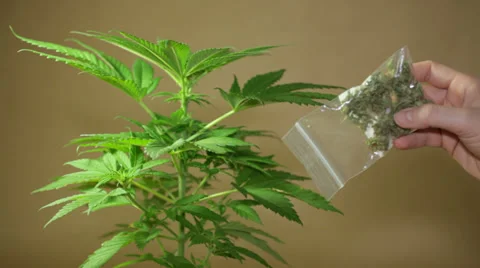 Marijuana 库存影片 37020240