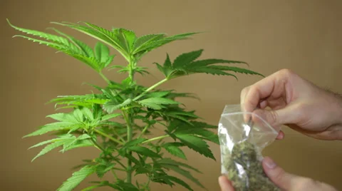 Marijuana 库存影片 37020923