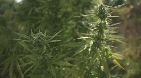 Marijuana Stockbeeldmateriaal 37256344