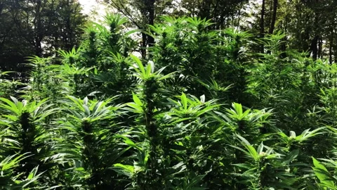 Marijuana Video stock 143192530