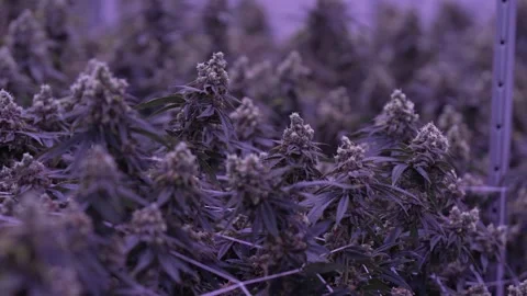 Marijuana Stock Footage 232971705