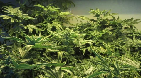 Marijuana garden from above Stock Footage 54074092