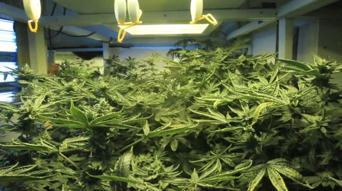 Marijuana garden mid shot Stock Footage 54075857