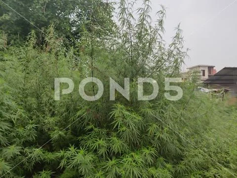 Marijuana Getting Ready To Consume Stock Photos
