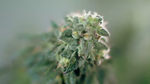 Marijuana on a gray isolated background. Stock Footage 169627399