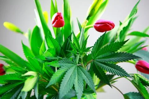 Marijuana green fresh large leafs ( cannabis), hemp plant. Stock Photos