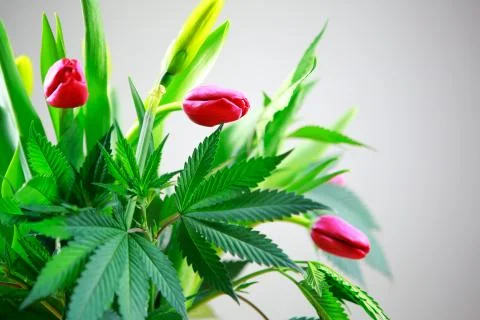 Marijuana green fresh large leafs ( cannabis), hemp plant. Stock Photos