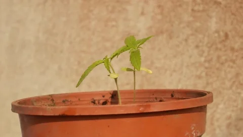 Marijuana green plants. Stock Footage 147518918