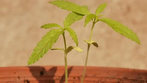 Marijuana green plants. Stock Footage 147518983