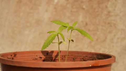 Marijuana green plants. Stock Footage 147518984