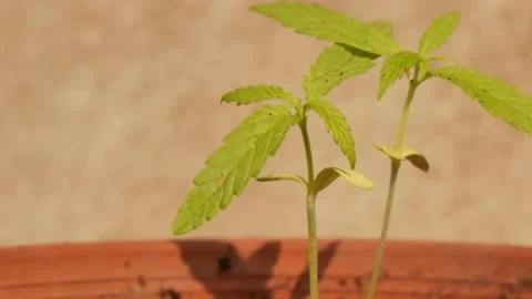 Marijuana green plants. Stock Footage 147519846