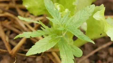 Marijuana green plants. Stock Footage 147519959