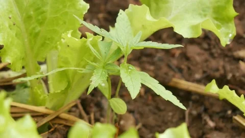 Marijuana green plants. Stock Footage 147519965